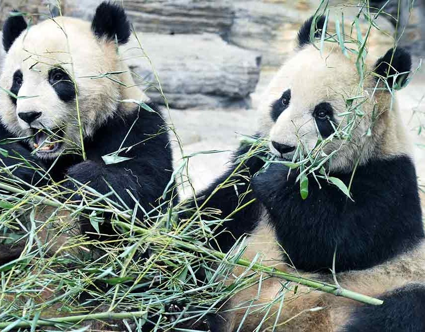 Giant Panda, Vulnerable
